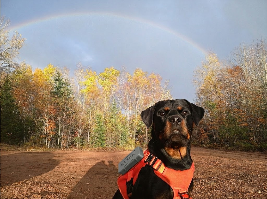 S.A.S.H.A LoRa Mesh Node